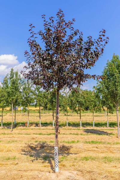 Malus 'Royalty' hoogstam 18/20