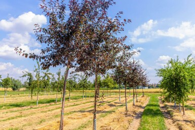 Malus 'Royalty' hoogstam