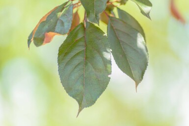 Malus 'Royalty' hoogstam 18/20