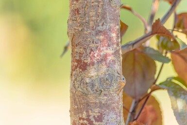 Malus 'Royalty' hoogstam 18/20