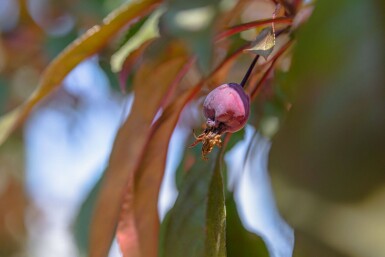 Malus 'Royalty' hoogstam 18/20