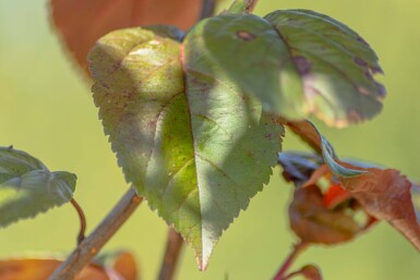 Malus 'Royalty' hoogstam 18/20