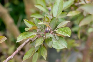 Malus 'Royalty' hoogstam 18/20