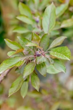 Malus 'Royalty' hoogstam 18/20