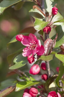 Malus 'Royalty' hoogstam 18/20