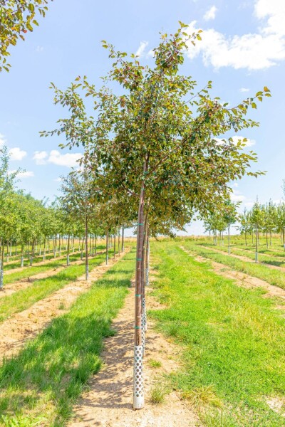 Malus 'Rudolph' hoogstam 12/14