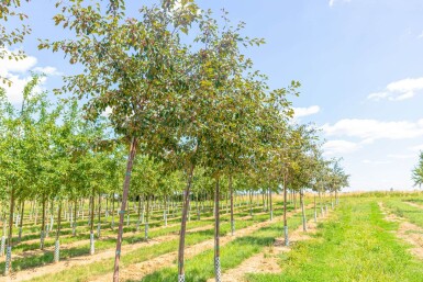 Malus 'Rudolph' hoogstam