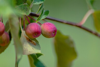Malus 'Rudolph' hoogstam 12/14
