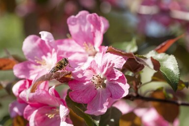 Malus 'Rudolph' hoogstam 12/14