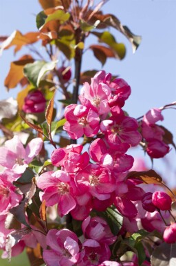 Malus 'Rudolph' hoogstam 12/14