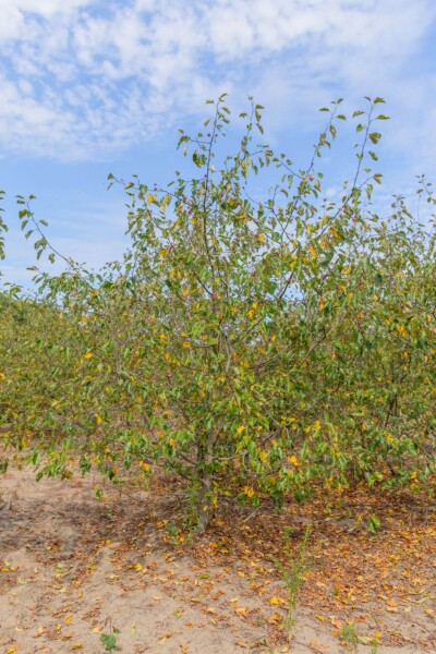 Malus 'Rudolph' meerstammig 250-300