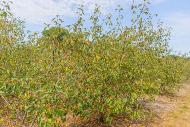 Malus 'Rudolph' meerstammig