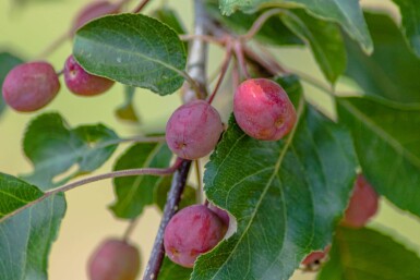 Malus 'Rudolph' meerstammig 250-300