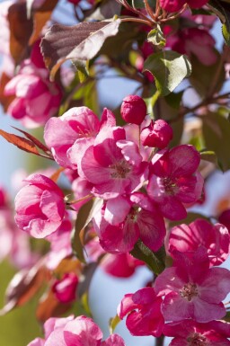Malus 'Rudolph' meerstammig 250-300