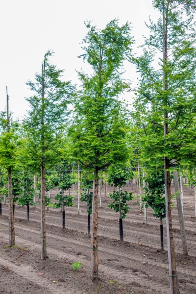 Metasequoia glyptostroboides hoogstam 14/16