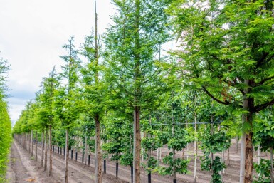 Metasequoia glyptostroboides hoogstam