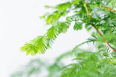Metasequoia glyptostroboides hoogstam 14/16