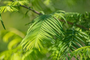 Metasequoia glyptostroboides hoogstam 14/16