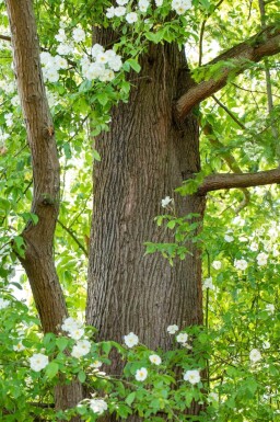 Metasequoia glyptostroboides hoogstam 14/16