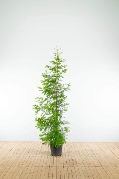 Metasequoia glyptostroboides beveerd 18/20