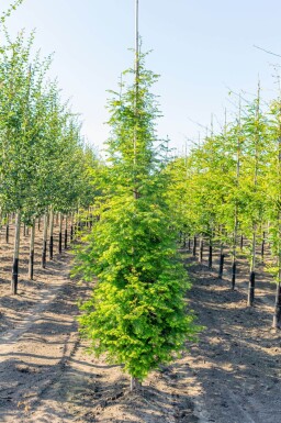 Metasequoia glyptostroboides beveerd