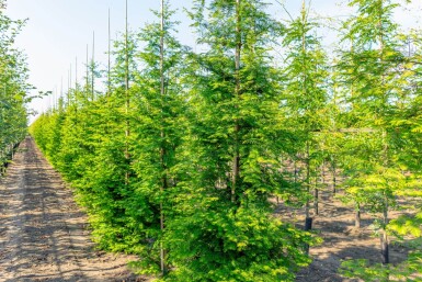 Metasequoia glyptostroboides beveerd 18/20