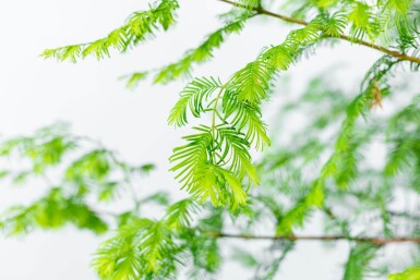 Metasequoia glyptostroboides beveerd 18/20