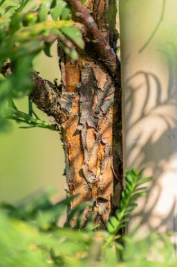 Metasequoia glyptostroboides beveerd 18/20