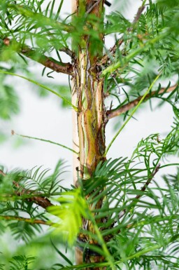 Metasequoia glyptostroboides beveerd 18/20