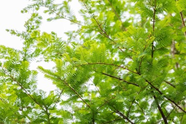 Metasequoia glyptostroboides beveerd 18/20