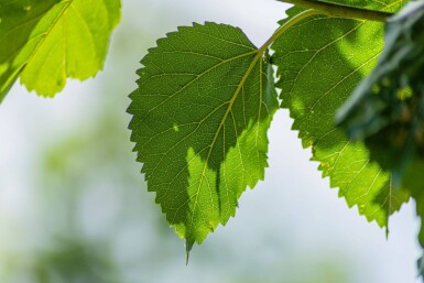 Morus alba hoogstam 10/12
