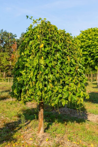 Morus alba 'Pendula' hoogstam 12/14 225cm stam