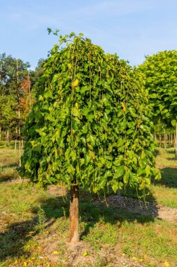 Morus alba 'Pendula' treurvorm