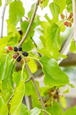 Morus alba 'Pendula' hoogstam 12/14 225cm stam