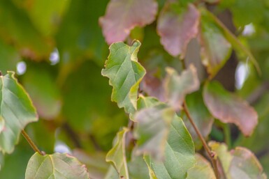 Morus nigra hoogstam 14/16