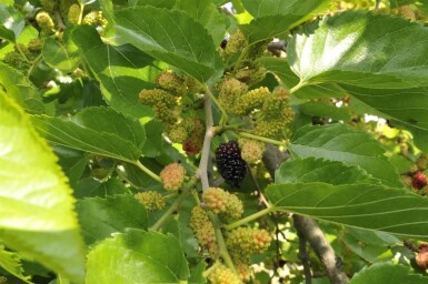 Morus nigra hoogstam 14/16