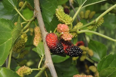 Morus nigra hoogstam 14/16