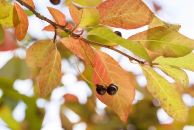 Nyssa sylvatica hoogstam 12/14