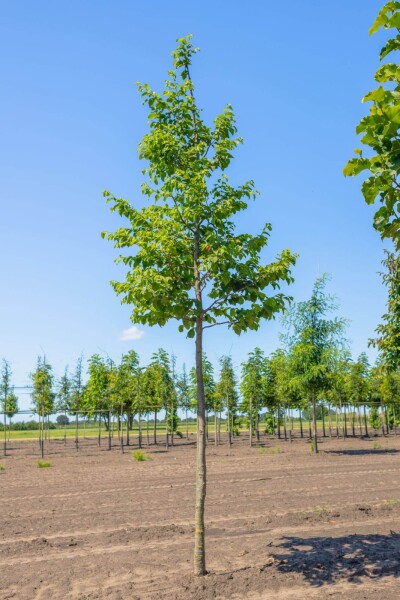Ostrya carpinifolia hoogstam 14/16