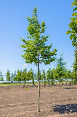 Ostrya carpinifolia hoogstam 14/16