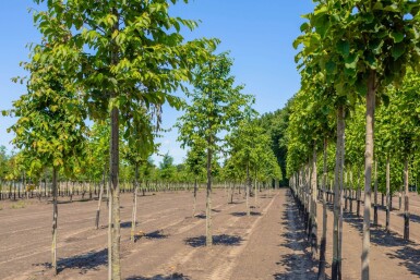 Ostrya carpinifolia hoogstam 14/16
