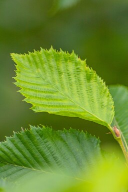Ostrya carpinifolia hoogstam 14/16