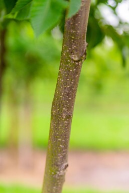 Ostrya carpinifolia hoogstam 14/16