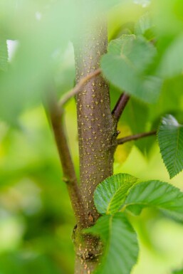 Ostrya carpinifolia hoogstam 14/16