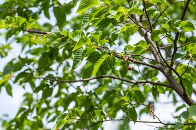Ostrya carpinifolia hoogstam 14/16