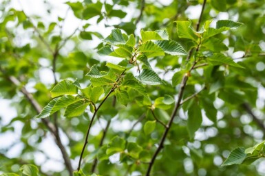 Ostrya carpinifolia hoogstam 14/16