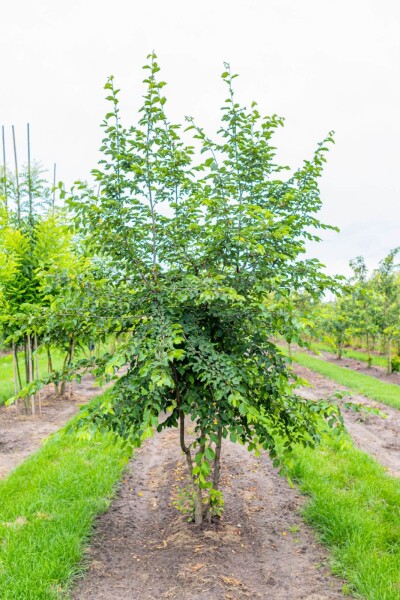 Ostrya carpinifolia meerstammig 250-300