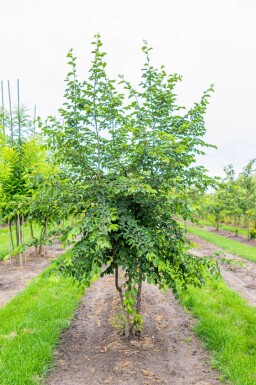 Ostrya carpinifolia meerstammig 250-300