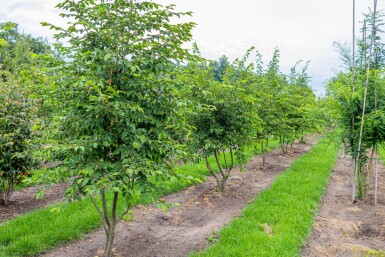 Ostrya carpinifolia meerstammig 250-300