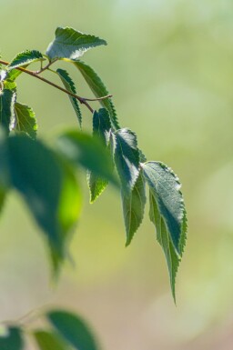 Ostrya carpinifolia meerstammig 250-300